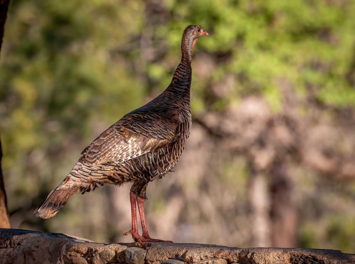 Wild Turkey - ML590555091