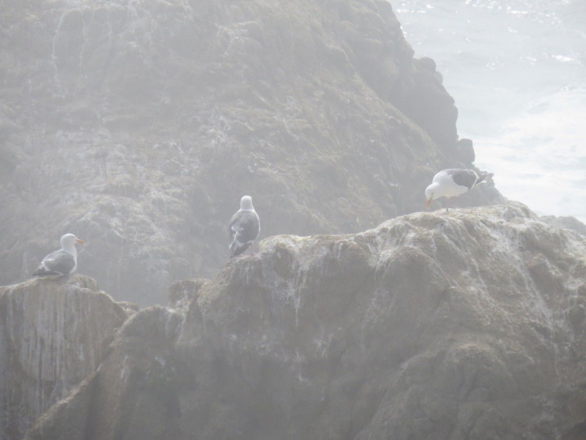 Western Gull - ML590555211