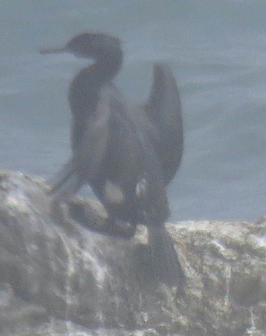 Pelagic Cormorant - ML590555521