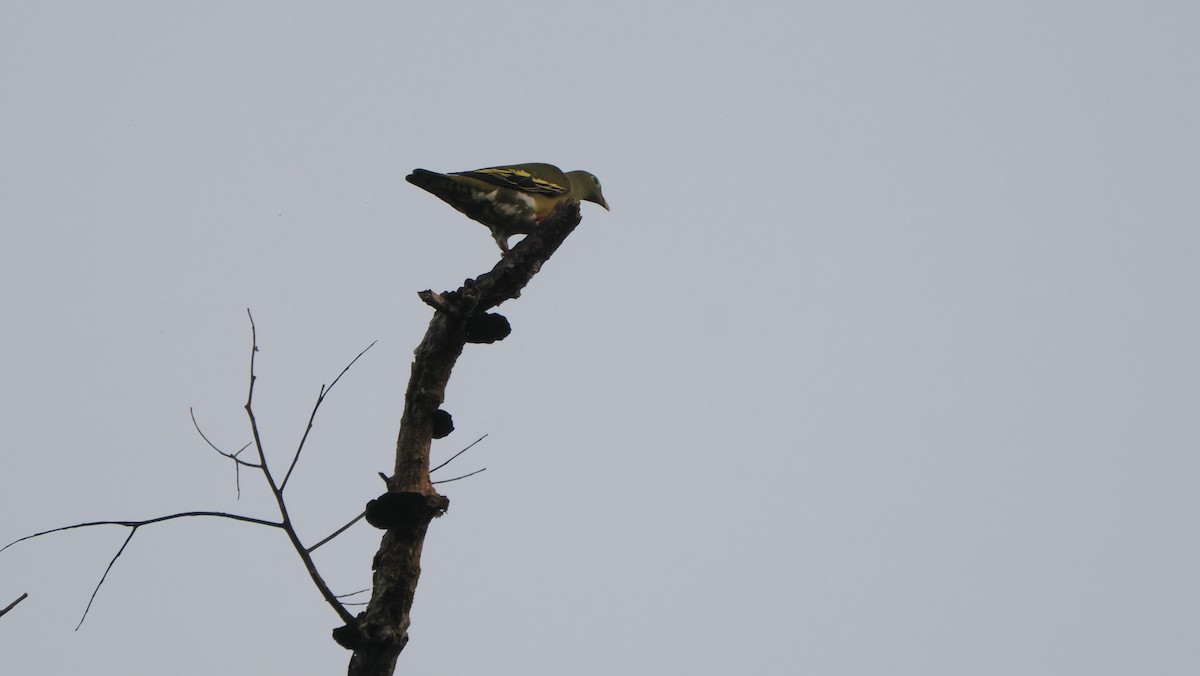 holub indomalajský (ssp. curvirostra) - ML590555571
