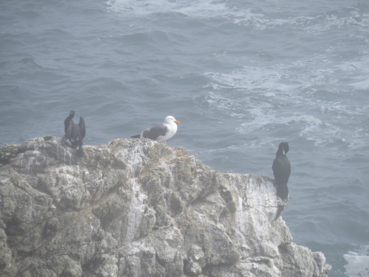 Pelagic Cormorant - ML590555601