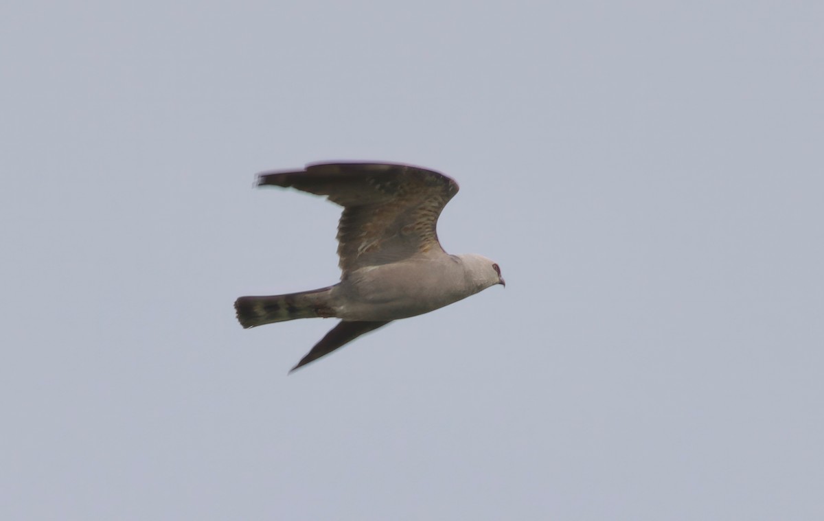 Mississippi Kite - Ken Rosenberg