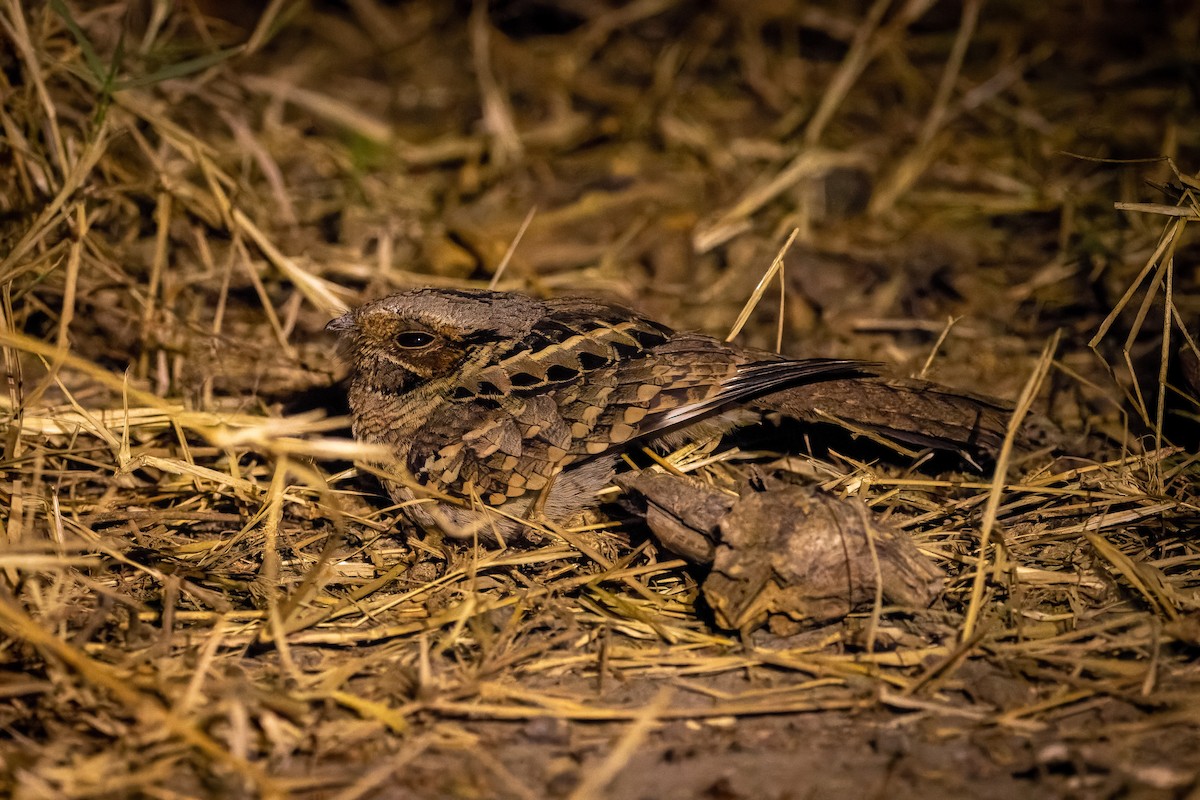 Common Pauraque - ML590557331