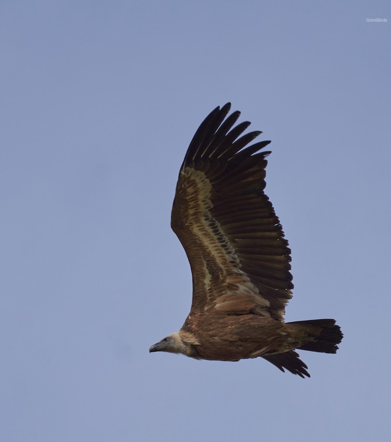 Eurasian Griffon - ML590558521