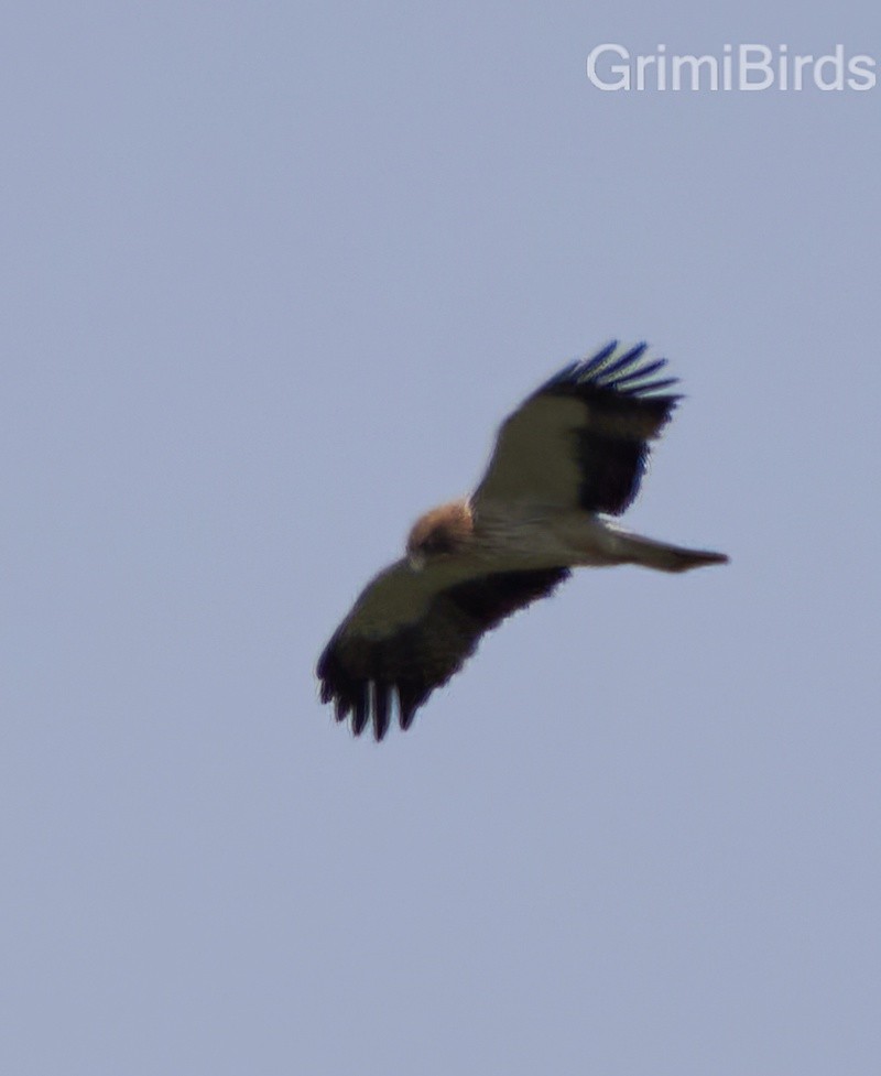 Booted Eagle - ML590558621