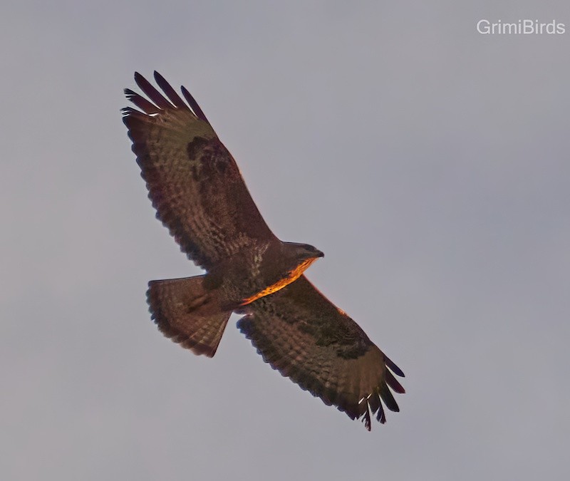 Common Buzzard - ML590558691