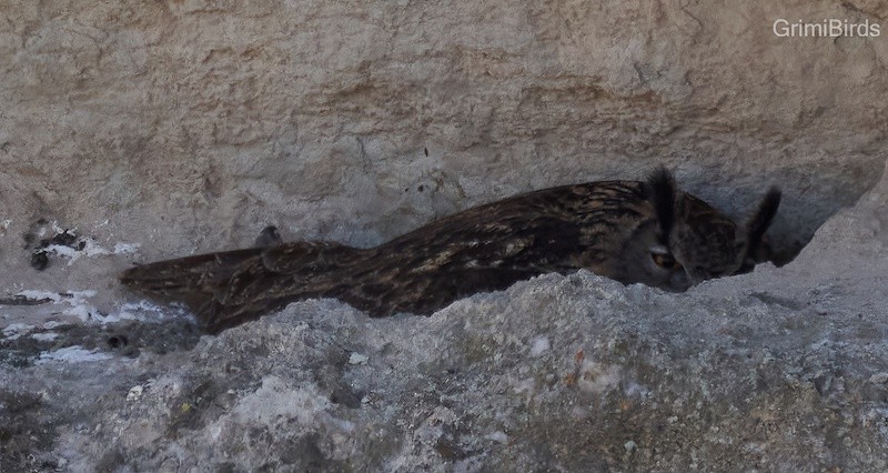 Eurasian Eagle-Owl - ML590558751