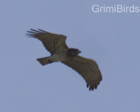 Short-toed Snake-Eagle - Ramon Grimalt