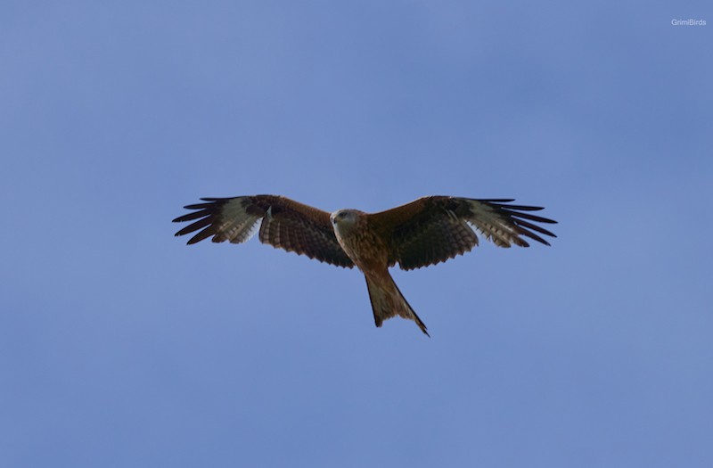 Red Kite - ML590558821