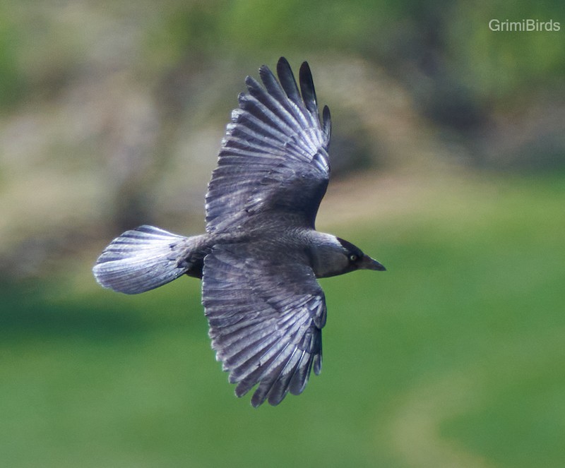 Eurasian Jackdaw - ML590558941