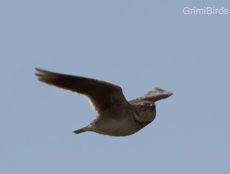 Calandra Lark - Ramon Grimalt