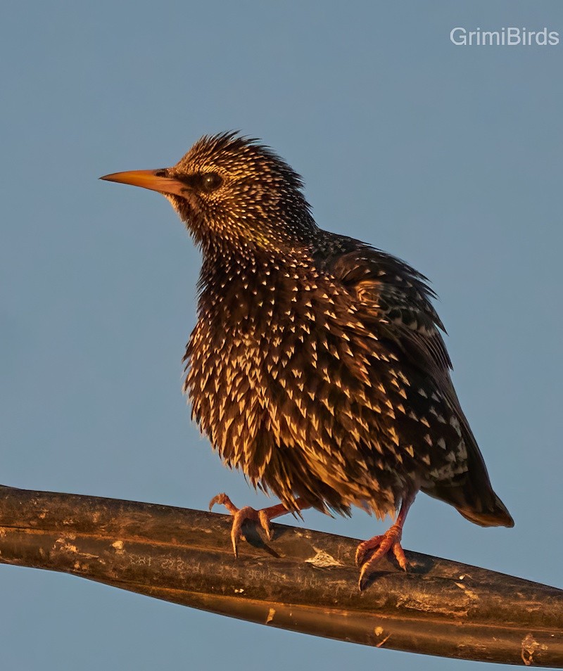 European Starling - ML590559101