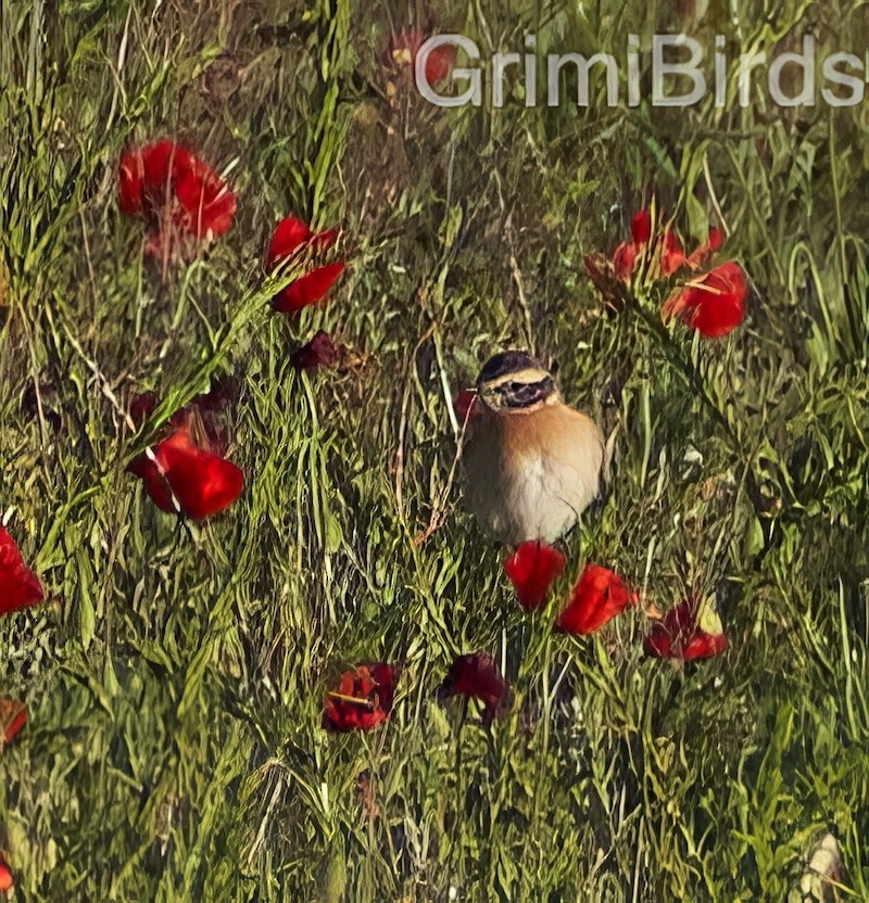 Whinchat - ML590559131