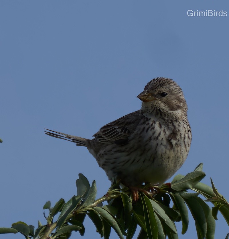 Corn Bunting - ML590559201