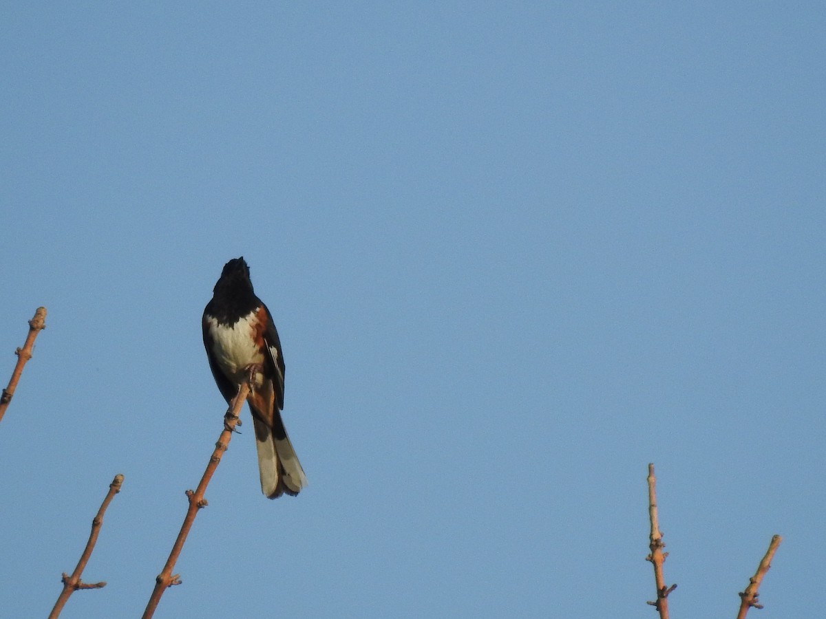 Eastern Towhee (Red-eyed) - ML590559251