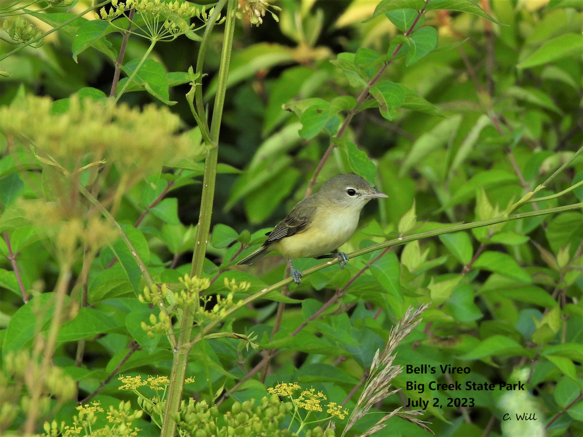 Bell's Vireo (Eastern) - ML590559371