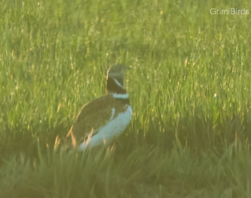 Little Bustard - Ramon Grimalt