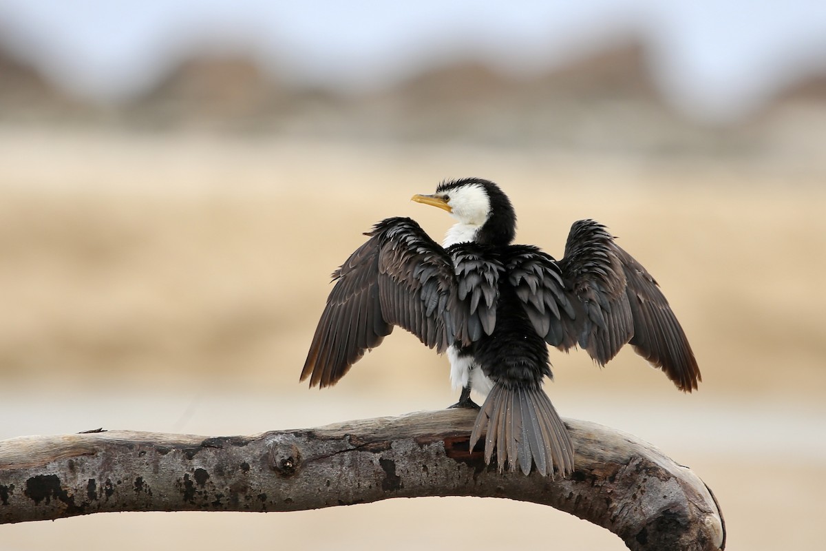 Little Pied Cormorant - ML590561031