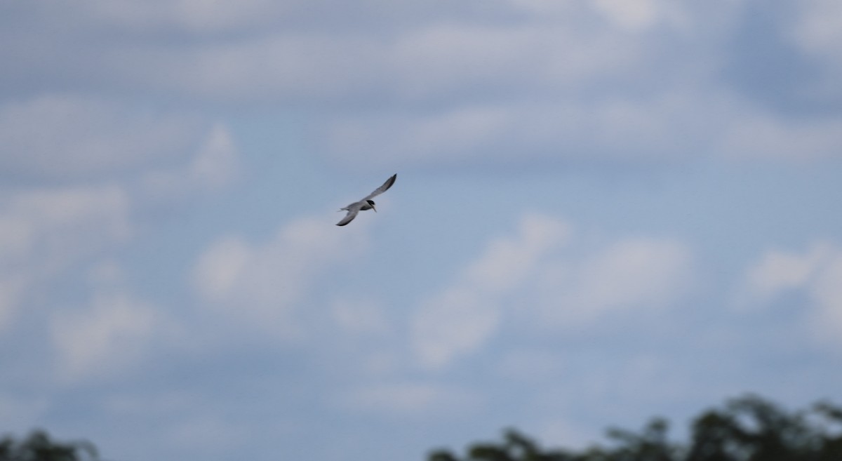 Least Tern - ML590561481