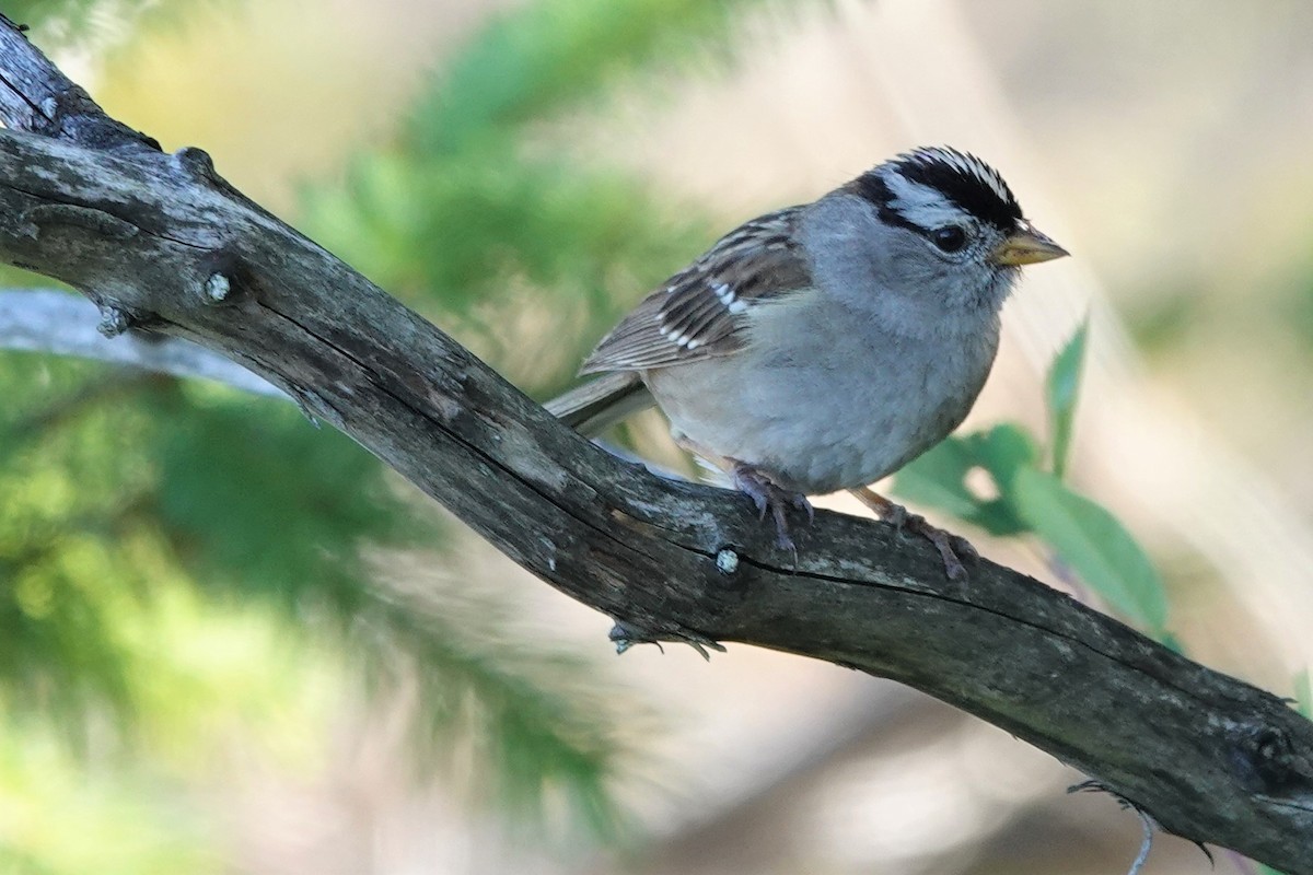 White-crowned Sparrow - franci Holtslander