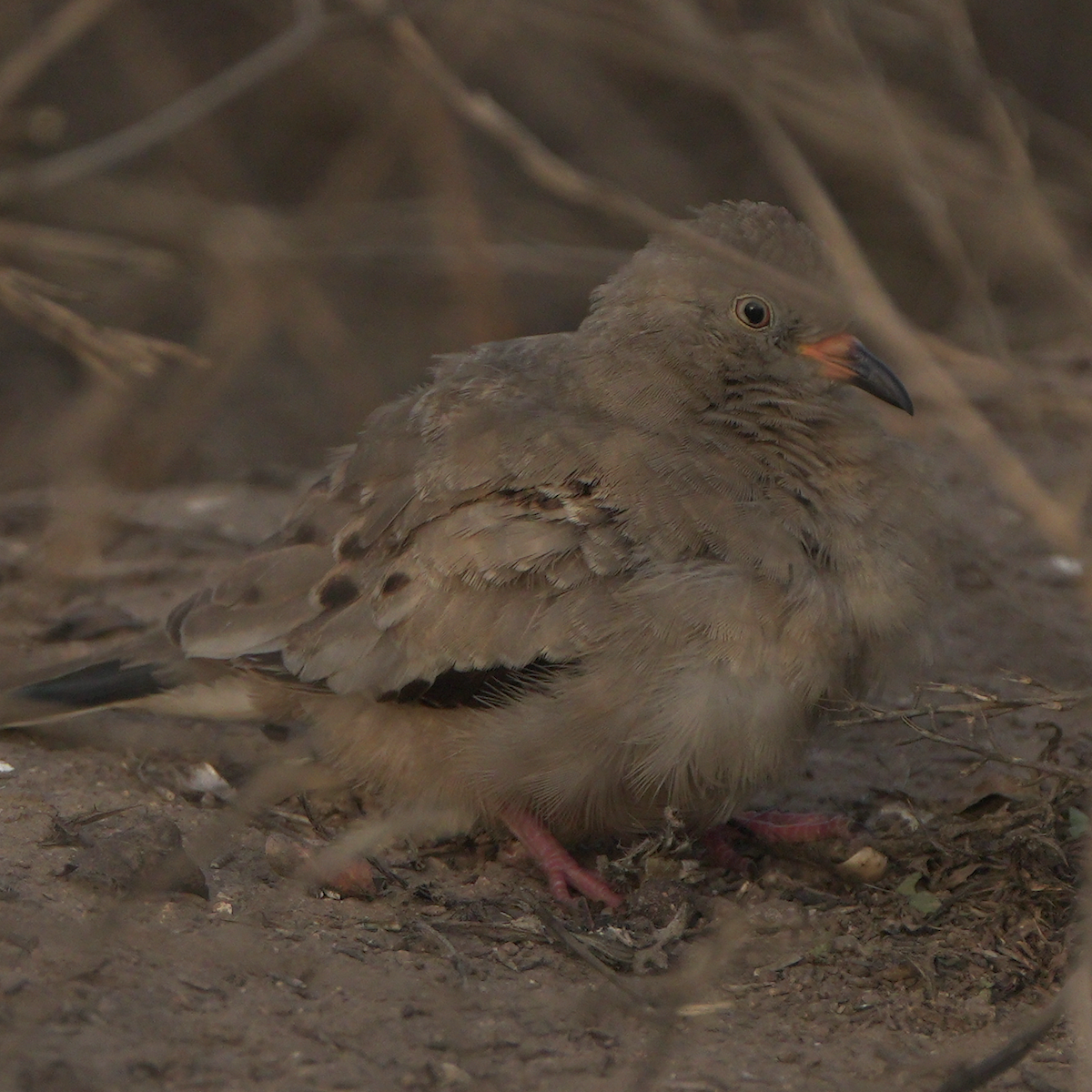 Croaking Ground Dove - ML590562971