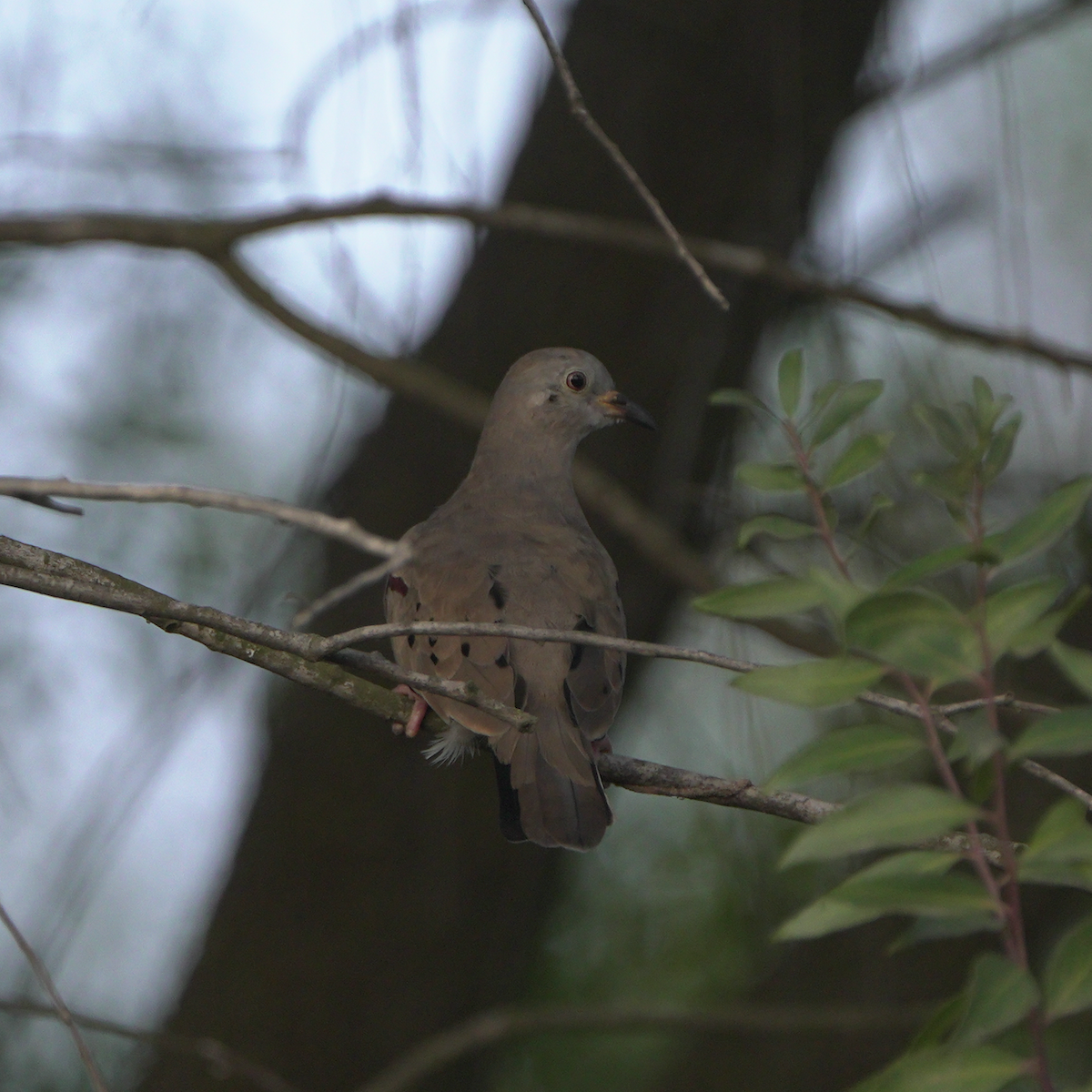 Croaking Ground Dove - ML590563001