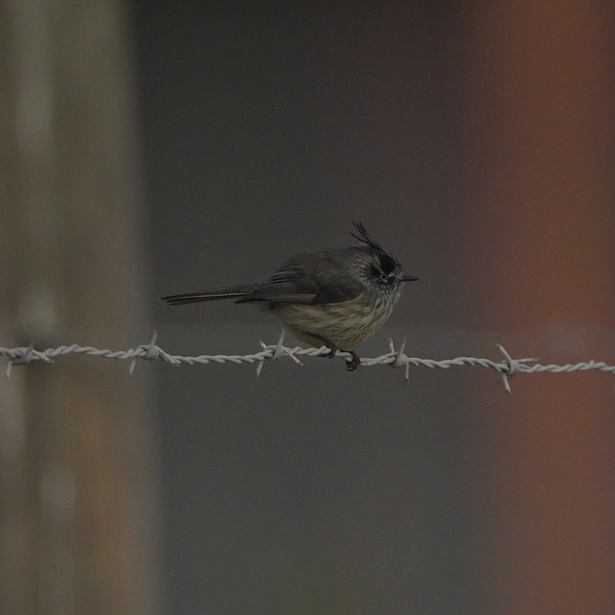 Tufted Tit-Tyrant - ML590563051