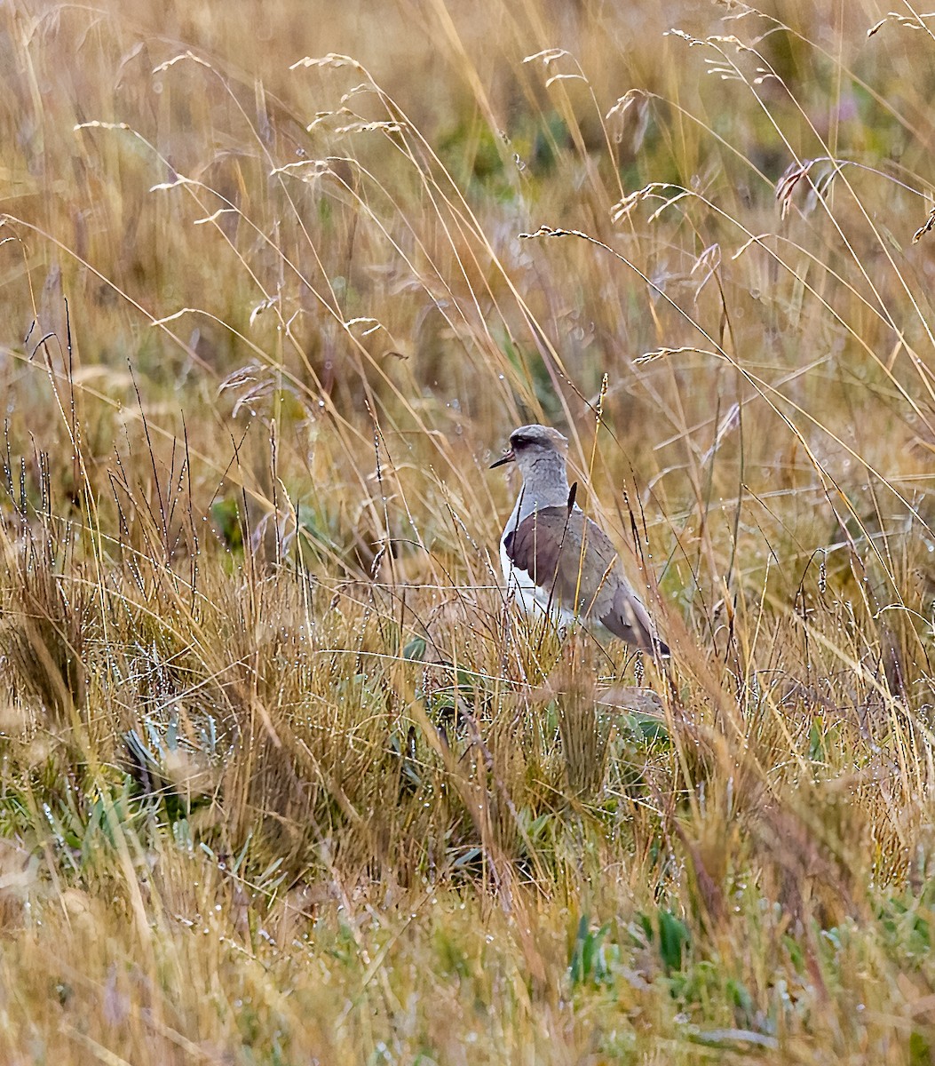 Andean Lapwing - ML590563221