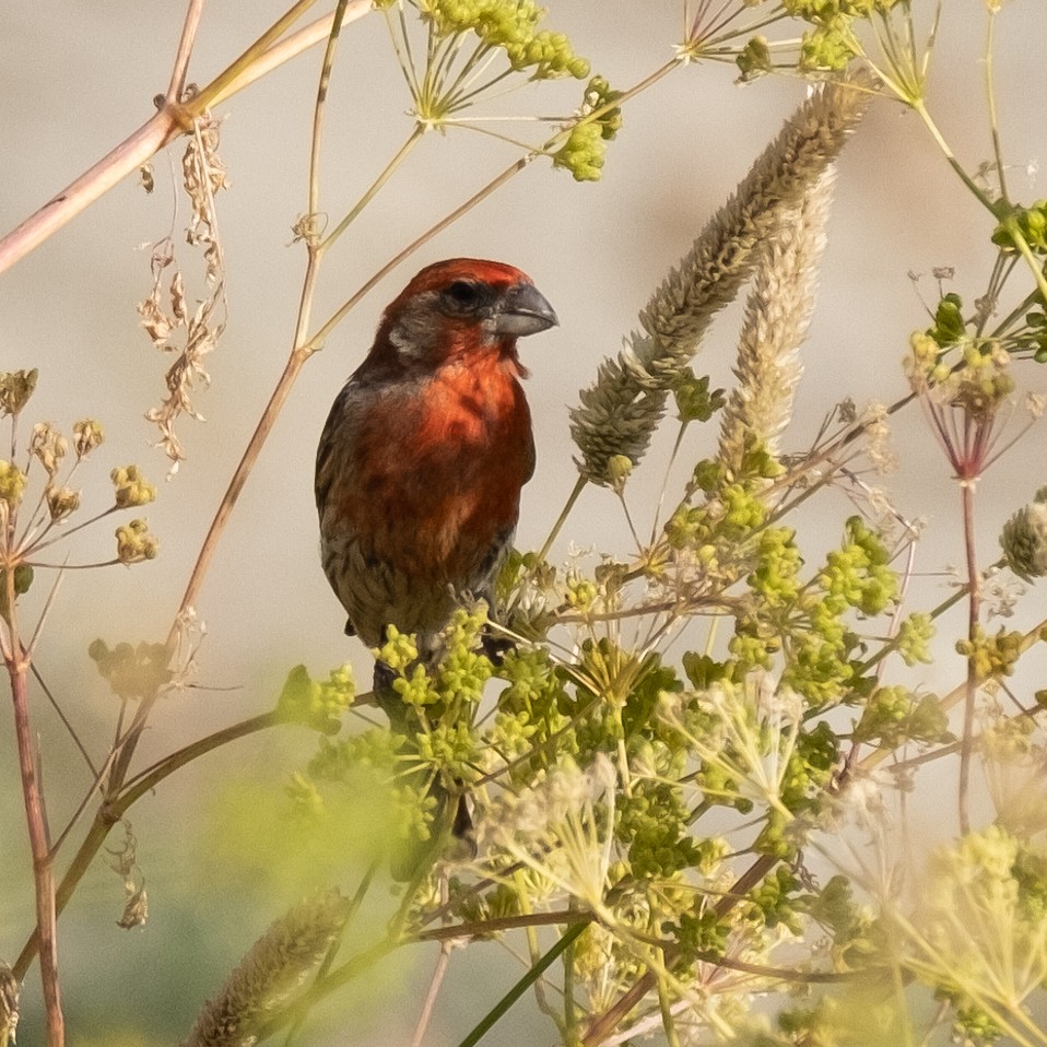 House Finch - Isabelle Reddy