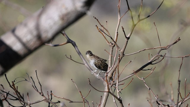 Striped Cuckoo - ML590563261