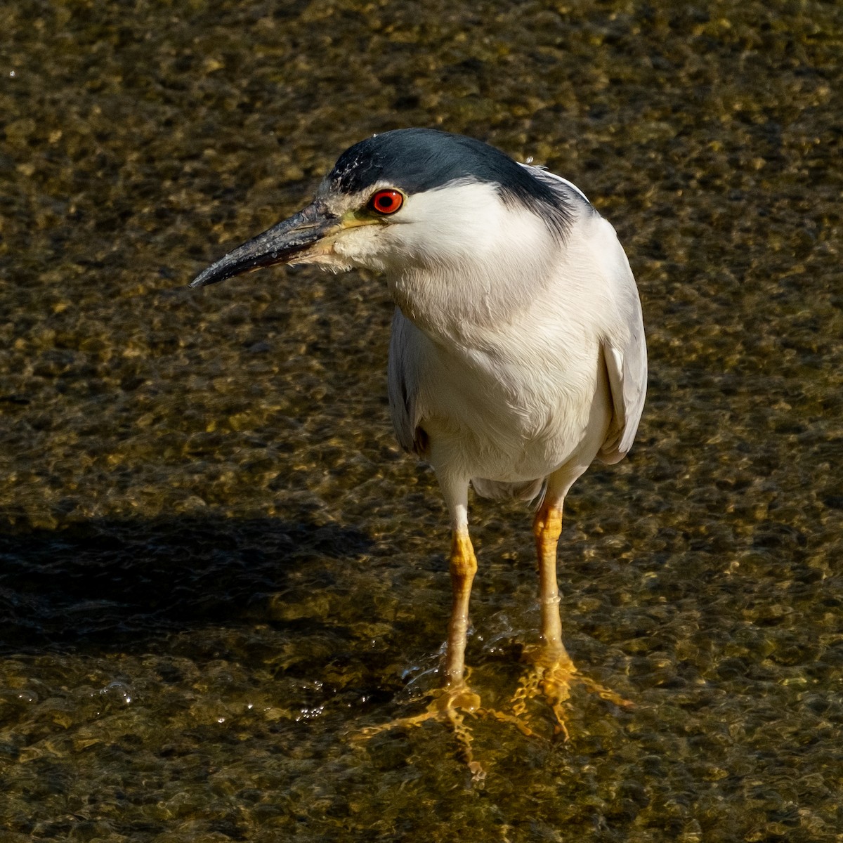 Black-crowned Night Heron - Isabelle Reddy