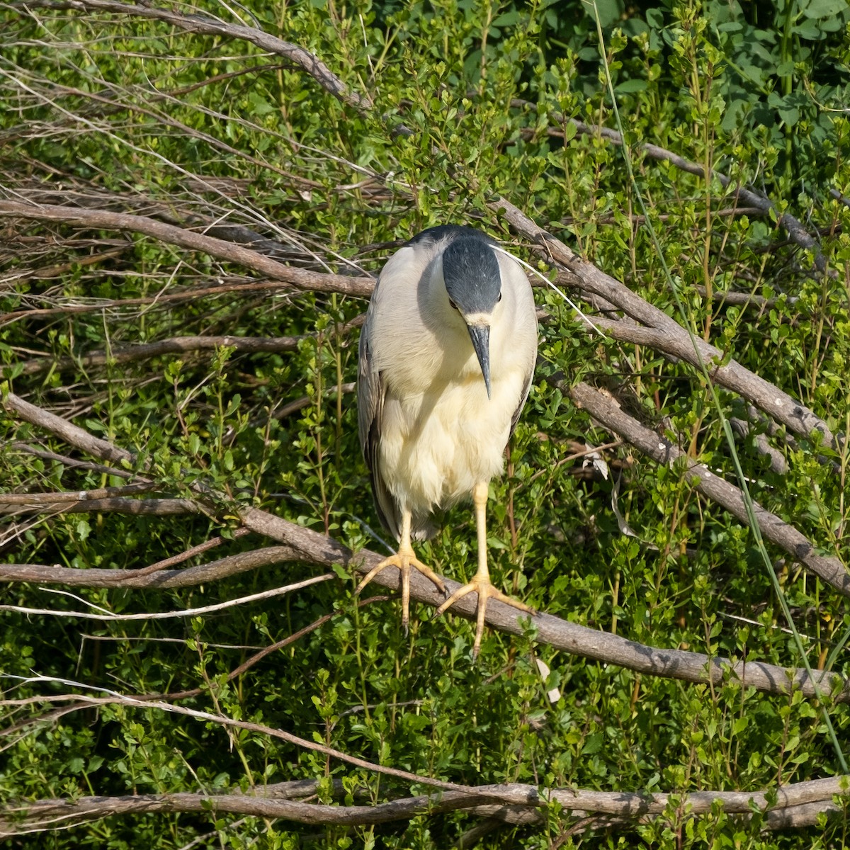 Black-crowned Night Heron - Isabelle Reddy