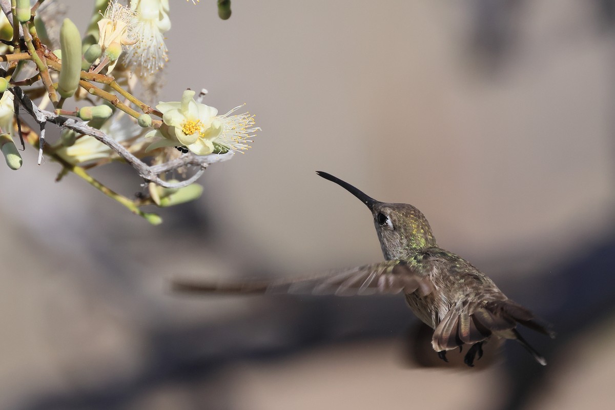 Spot-throated Hummingbird - ML590563371