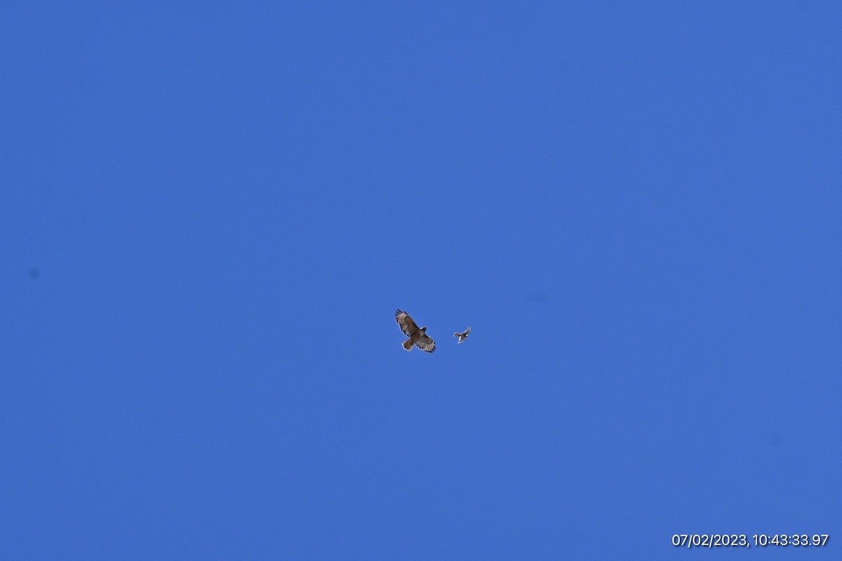 American Kestrel - ML590563931