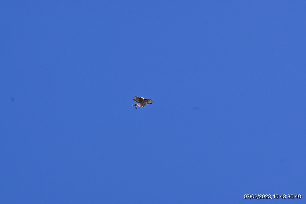 American Kestrel - ML590563971