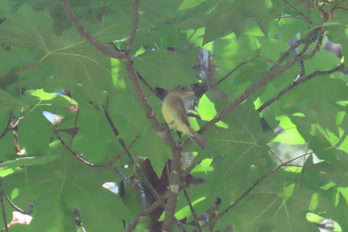 Western Flycatcher (Pacific-slope) - ML590564091