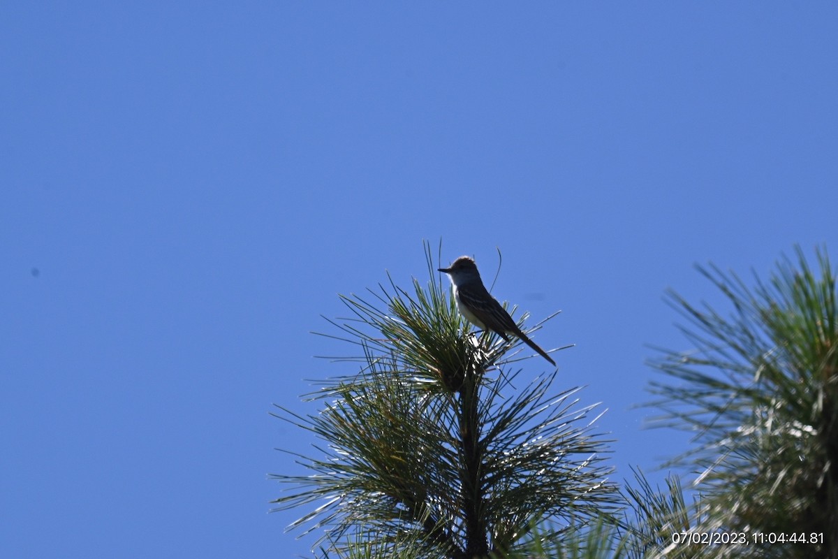 Ash-throated Flycatcher - ML590564151