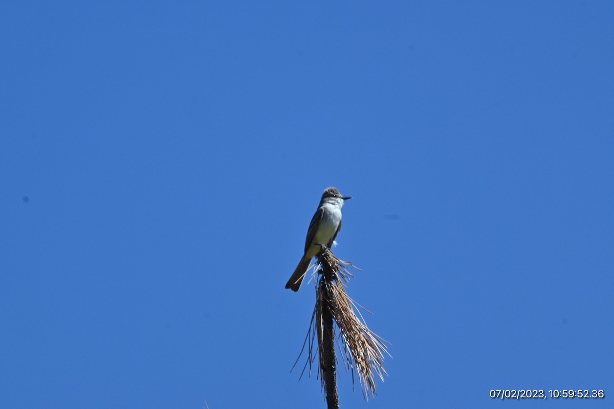 Ash-throated Flycatcher - ML590564161