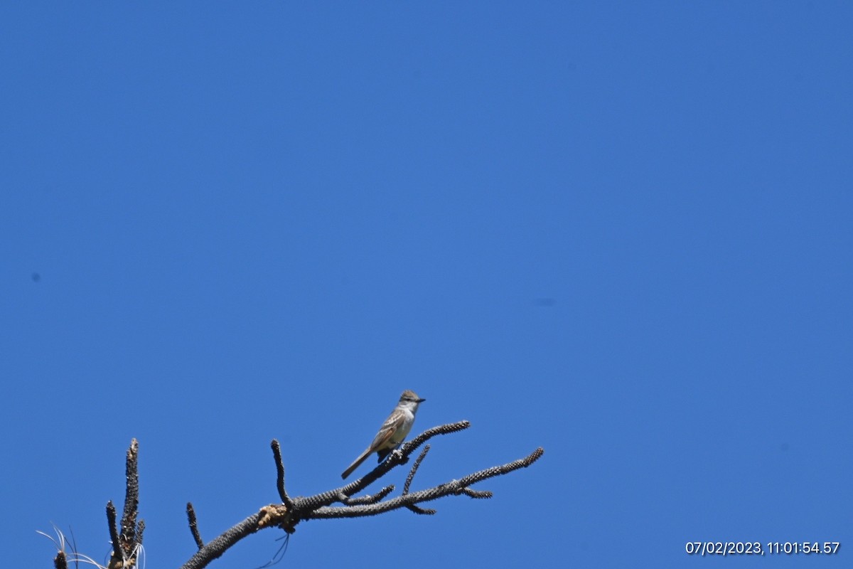 Ash-throated Flycatcher - ML590564171