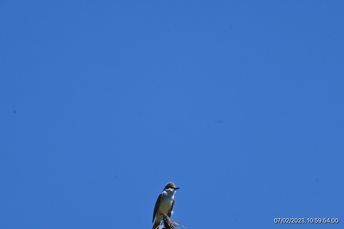 Ash-throated Flycatcher - ML590564181