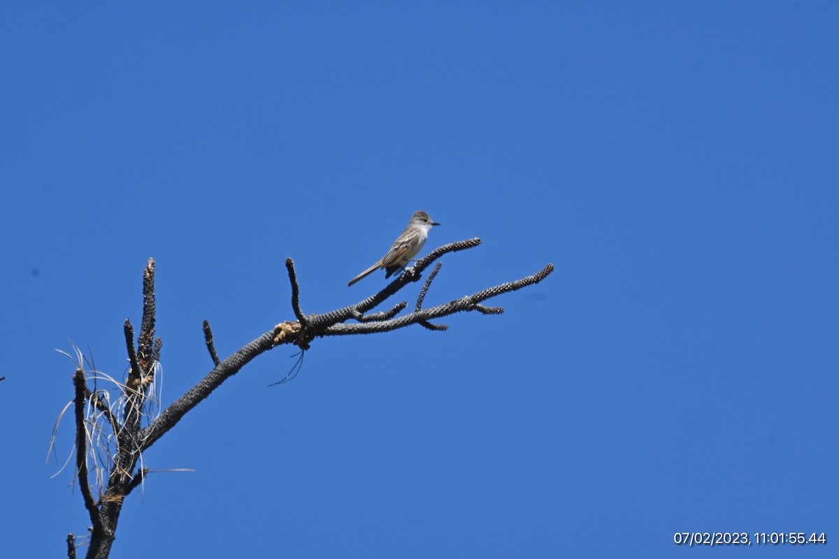 Ash-throated Flycatcher - ML590564211