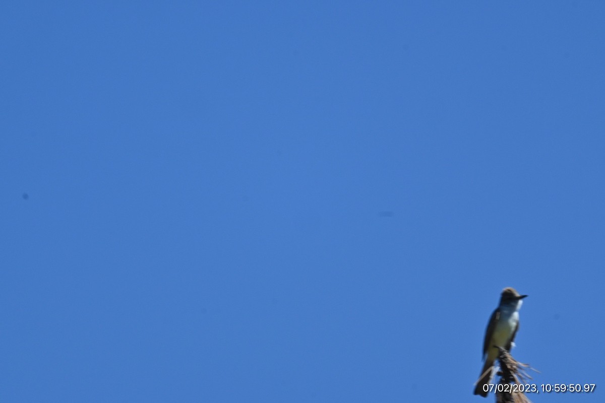 Ash-throated Flycatcher - ML590564221