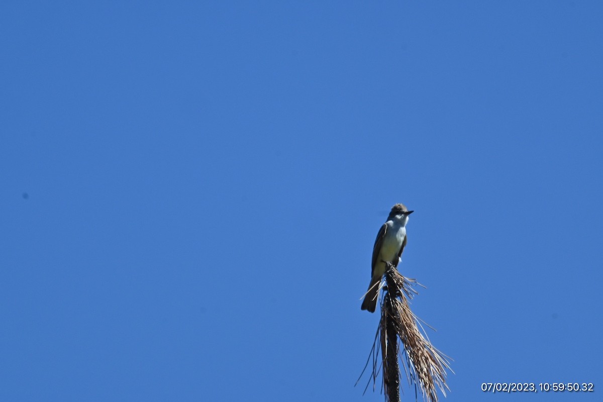 Ash-throated Flycatcher - ML590564231
