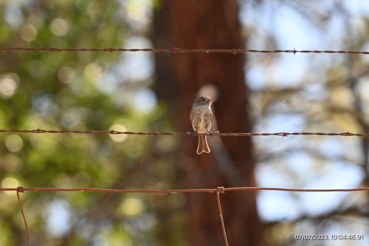 Gray Flycatcher - ML590564671