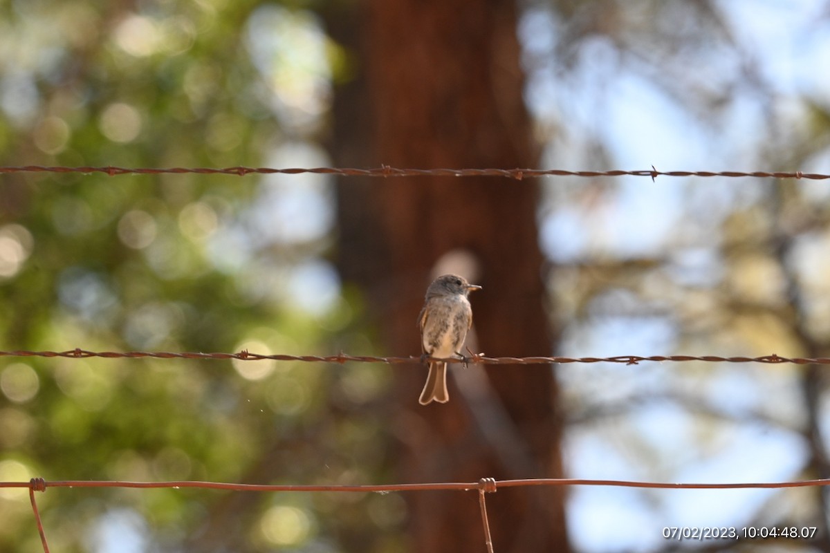 Gray Flycatcher - ML590564681