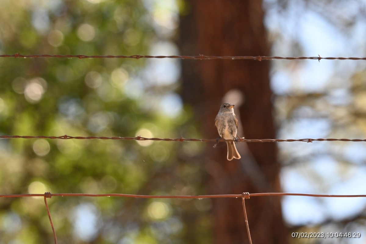 Gray Flycatcher - ML590564691