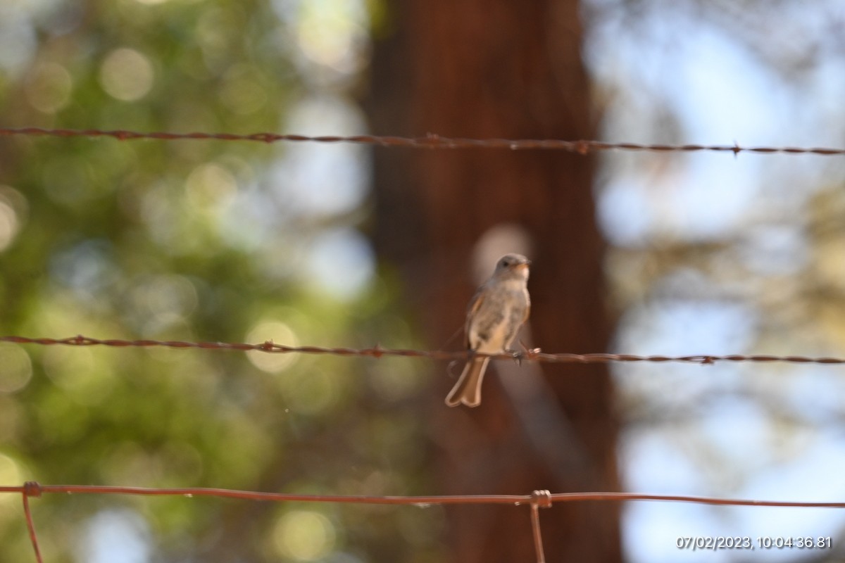 Gray Flycatcher - ML590564701