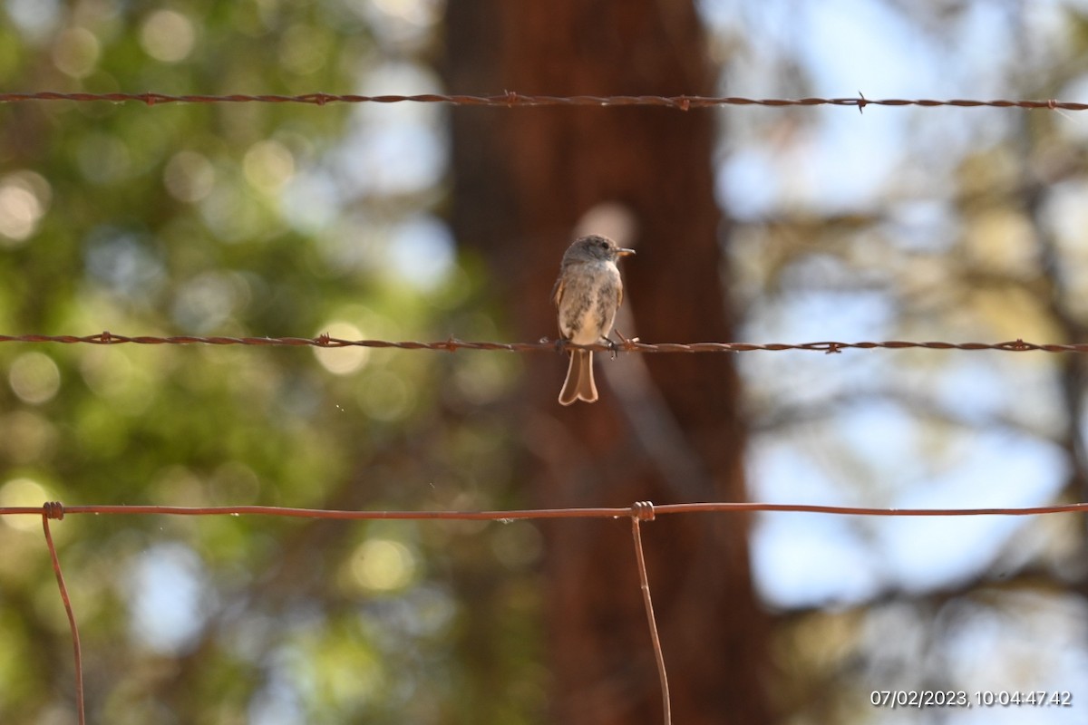 Gray Flycatcher - ML590564711