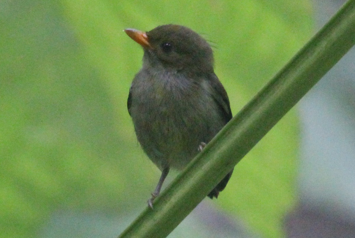 flowerpecker sp. - ML590564731