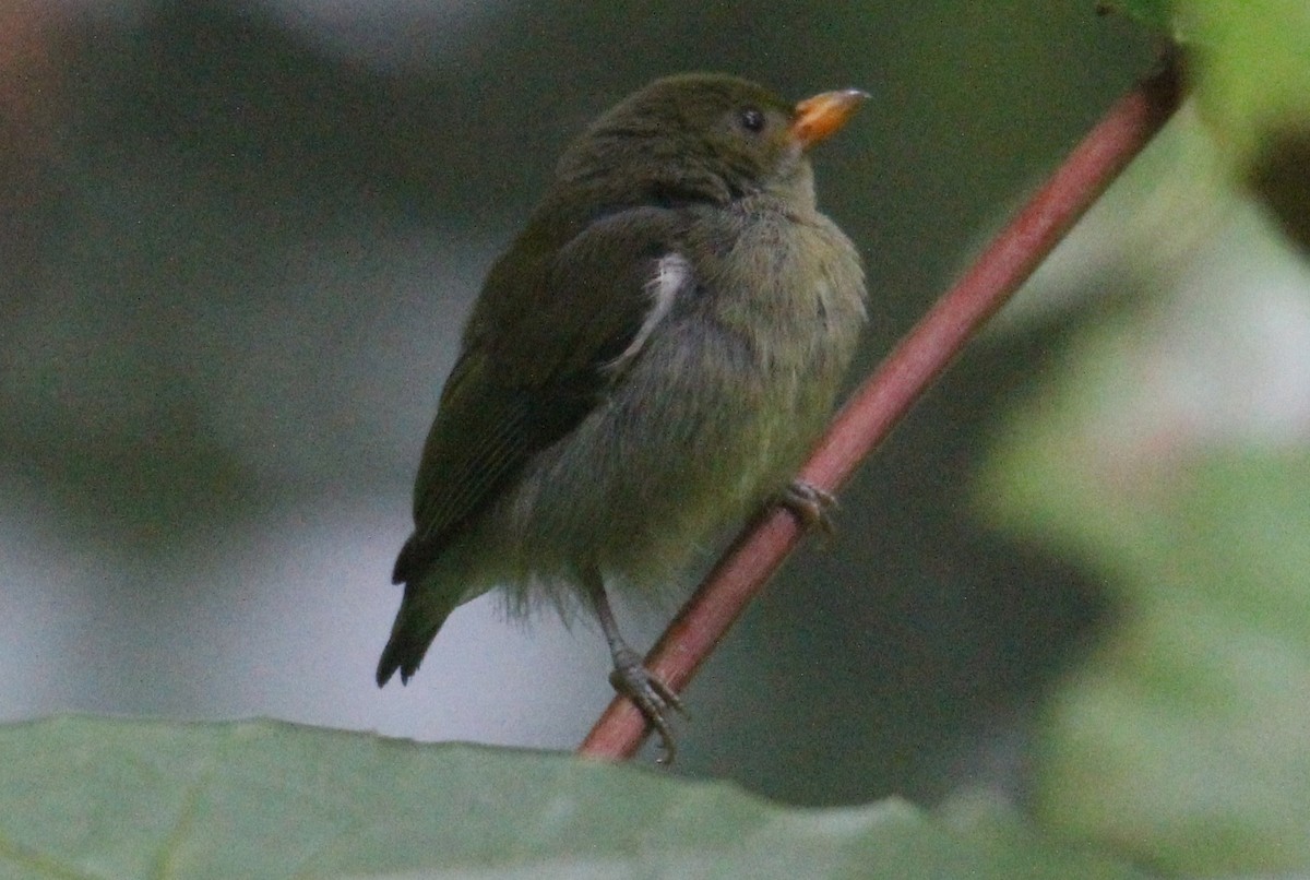 flowerpecker sp. - ML590564741